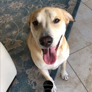 Meet your Posher, Ivy